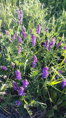 Bird vetch (Vicia cracca)