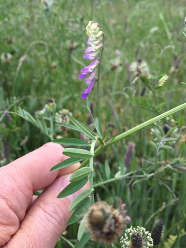 Bird vetch (Vicia cracca)