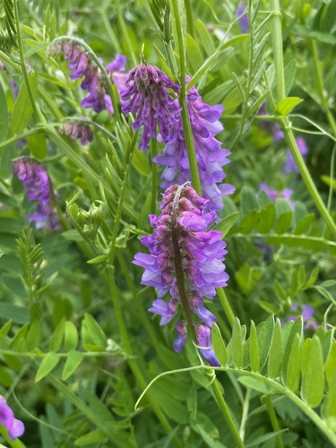 Bird vetch (Vicia cracca)