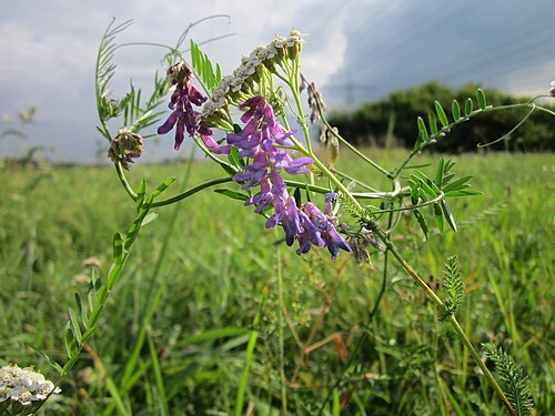 Bird vetch: Vogelwicke ( Vicia cracca ) und Schafgarbe ( Achillea millefolium ) im Hockenheimer Rheinbogen