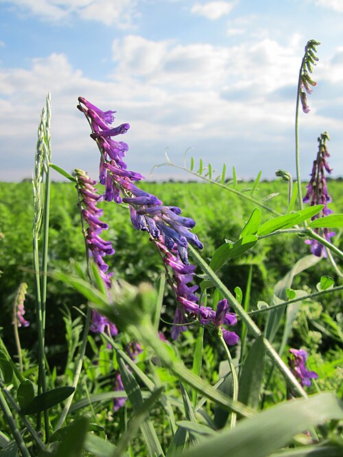 Bird vetch: Vogelwicke (Vicia cracca) bei Reilingen