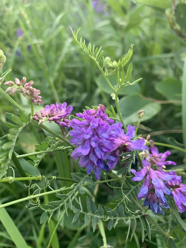 Bird vetch (Vicia cracca)