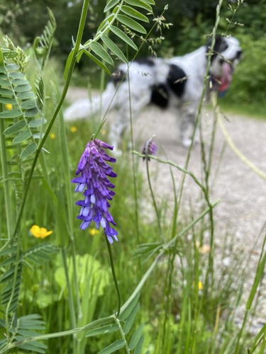 Bird vetch (Vicia cracca)