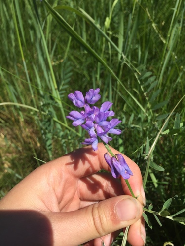Bird vetch (Vicia cracca)