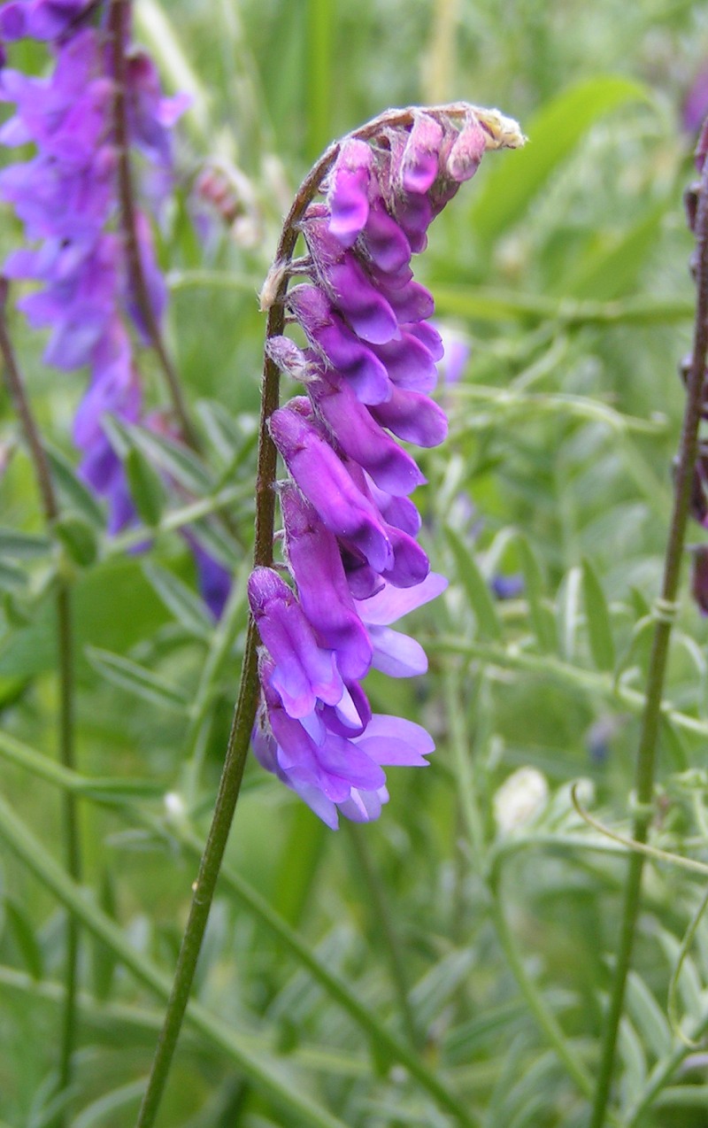 Bird vetch: Tufted vetch ( Vicia cracca ). Photo by sannse , Walton-on-the-Naze, Essex, 19 June 2004