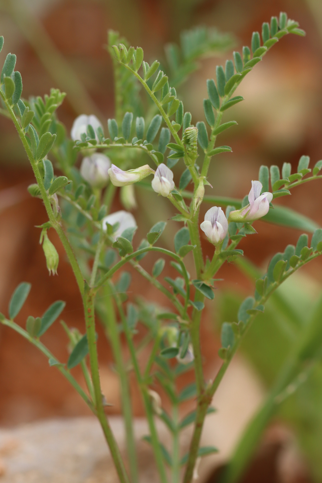 Blister vetch: Vicia ervilia