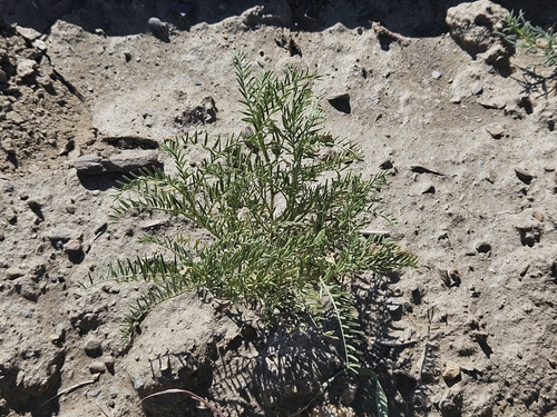 Blister vetch (Vicia ervilia)