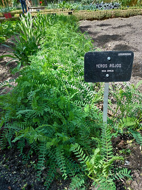 Blister vetch: Leguminosae Yeros Rojos Vicia Ervilia in Madrid at Royal Botanical Gardens.