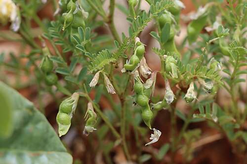 Blister vetch: Vicia ervilia