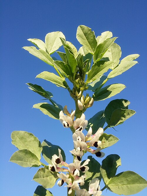 Broad bean: Inflorescence Taxonym: Vicia faba ss Fischer et al. EfÖLS 2008 ISBN 978-3-85474-187-9 Location: Lange Leite near Herzogbirbaum, district Korneuburg, Lower Austr