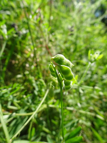 Hairy tare (Vicia hirsuta)