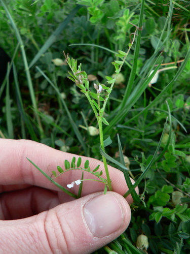 Hairy tare (Vicia hirsuta)