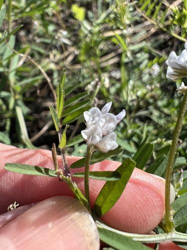 Hairy tare (Vicia hirsuta)