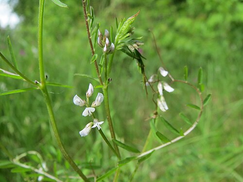 Hairy tare: Rauhaarige Wicke ( Vicia hirsuta ) in der Schwetzinger Hardt