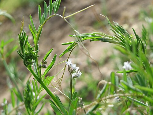 Hairy tare: Rauhaarige Wicke ( Vicia hirsuta ) in Hockenheim