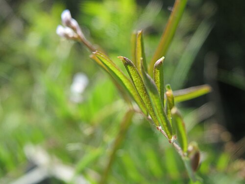 Hairy tare: Rauhaarige Wicke ( Vicia hirsuta ) bei Reilingen