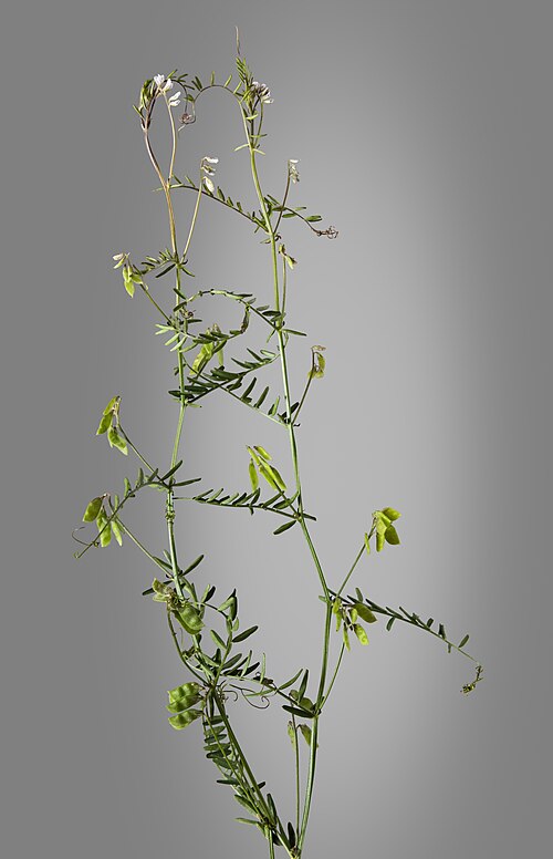 Hairy tare: Vicia hirsuta - Plant habit