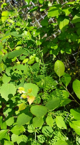 Hairy tare (Vicia hirsuta)
