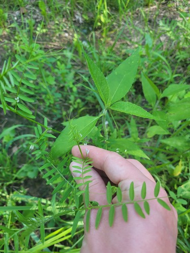 Hairy tare (Vicia hirsuta)