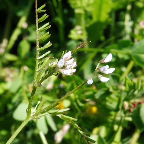 Hairy tare (Vicia hirsuta)