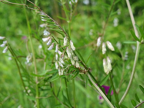 Hairy tare: Rauhaarige Wicke ( Vicia hirsuta ) in der Schwetzinger Hardt