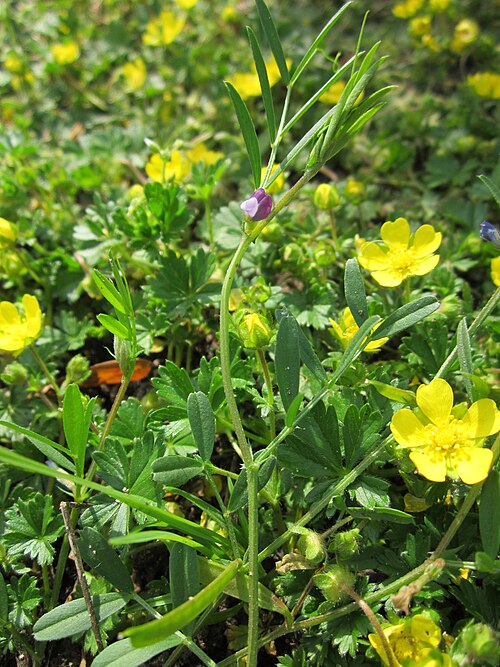 Spring vetch: Frühlings-Fingerkraut ( Potentilla neumanniana ) und Platterbsen-Wicke ( Vicia lathyroides ) bei Hockenheim