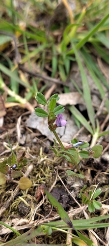 Spring vetch (Vicia lathyroides)