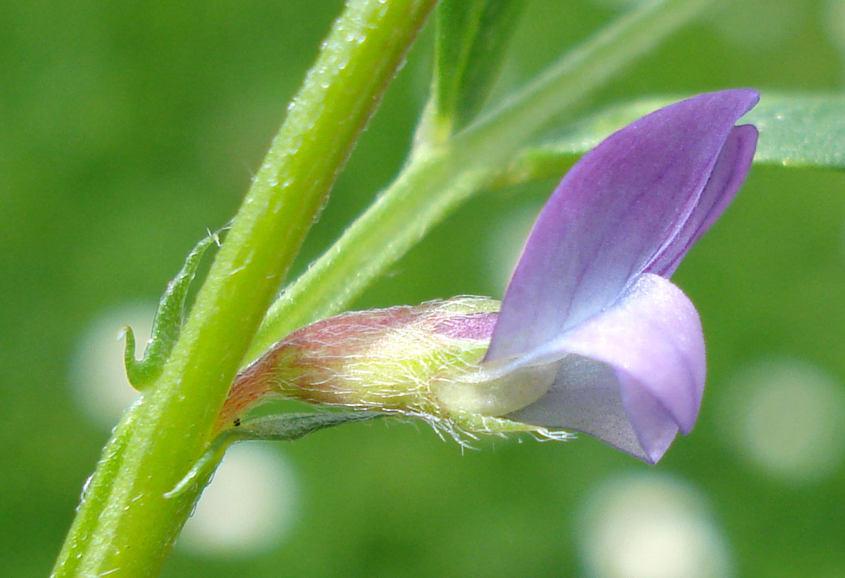 Spring vetch: Vicia lathyroides, Unterfranken