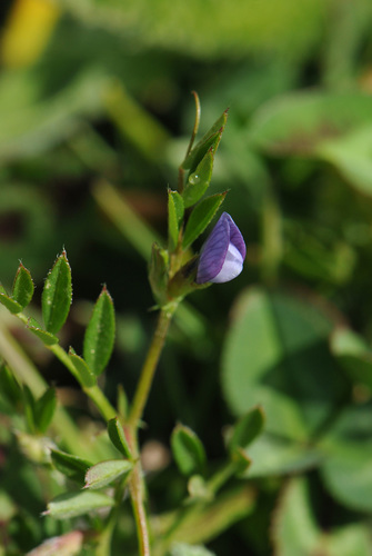 Spring vetch (Vicia lathyroides)