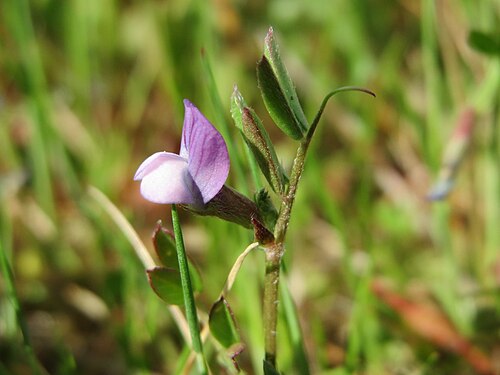 Spring vetch: Platterbsen-Wicke ( Vicia lathyroides ) in Hockenheim
