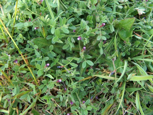 Spring vetch (Vicia lathyroides)