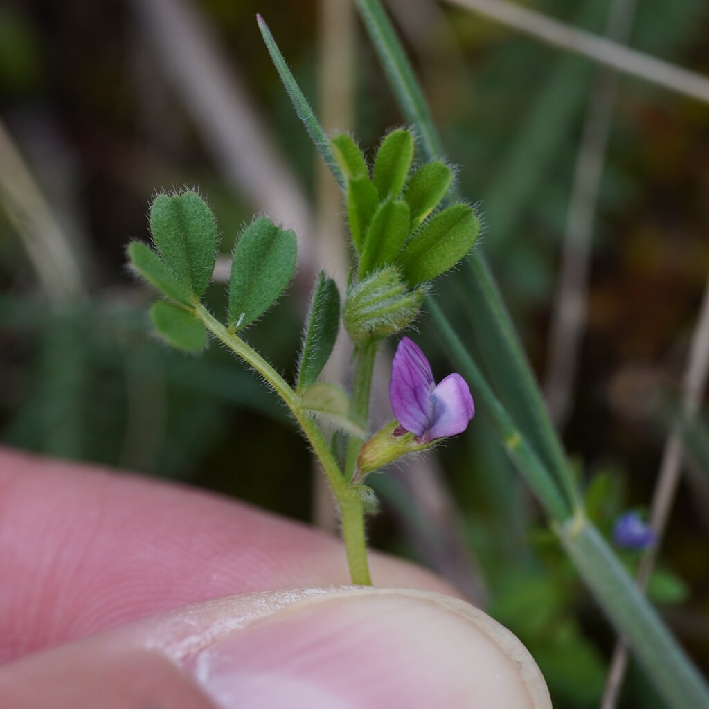 Spring vetch (Vicia lathyroides)
