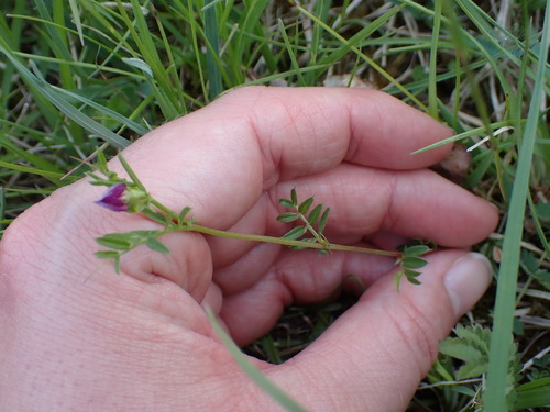 Spring vetch (Vicia lathyroides)