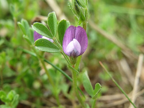 Spring vetch: Platterbsen-Wicke ( Vicia lathyroides ) im Hockenheimer Rheinbogen