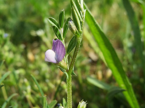 Spring vetch: Platterbsen-Wicke ( Vicia lathyroides ) bei Hockenheim