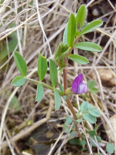 Spring vetch (Vicia lathyroides)