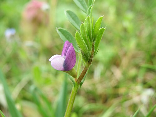 Spring vetch: Platterbsen-Wicke ( Vicia lathyroides ) im Hockenheimer Rheinbogen