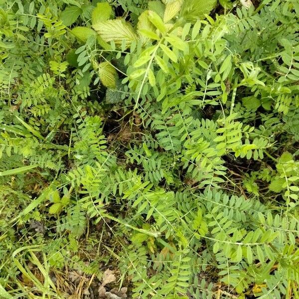 Lentil (Vicia lens)