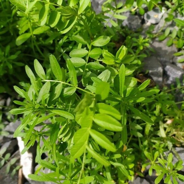 Lentil (Vicia lens)