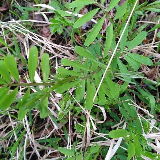 Lentil (Vicia lens)