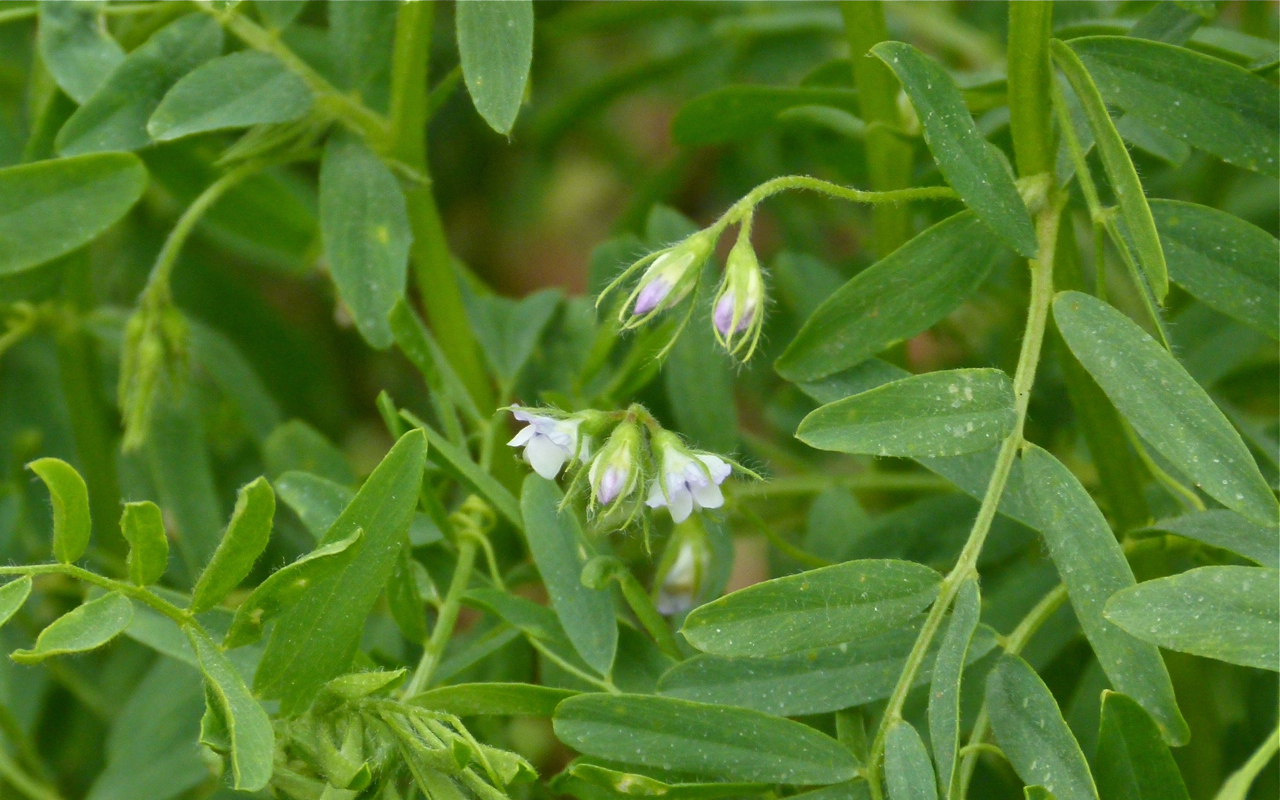 Lentil: Lentil flowers, Lens culinaris , photographed near Meknès, Morocco.