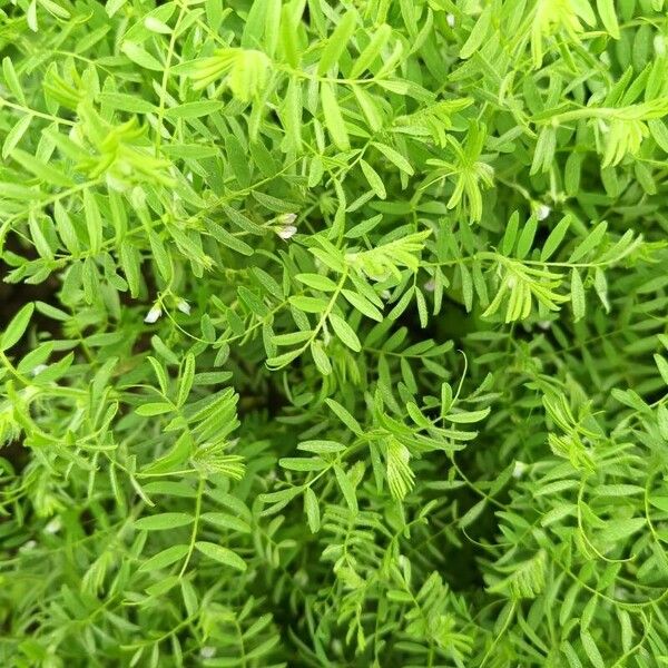 Lentil (Vicia lens)