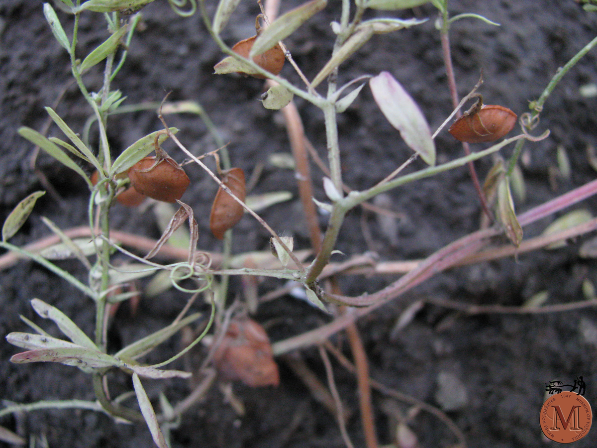 Lentil: Lens culinaris Medik in the Archaeobotanical Garden of the Museum of Vojvodina