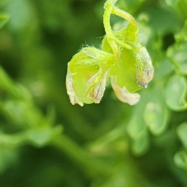 Lentil (Vicia lens)