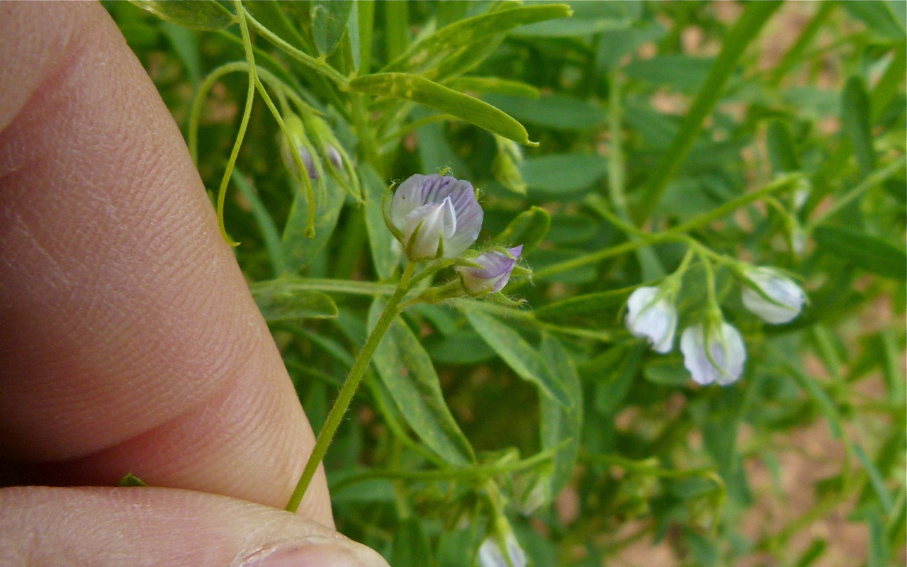 Lentil: Close-up of lentil flowers, Lens culinaris , photographed near Meknès, Morocco.
