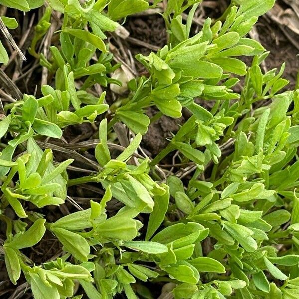 Lentil (Vicia lens)