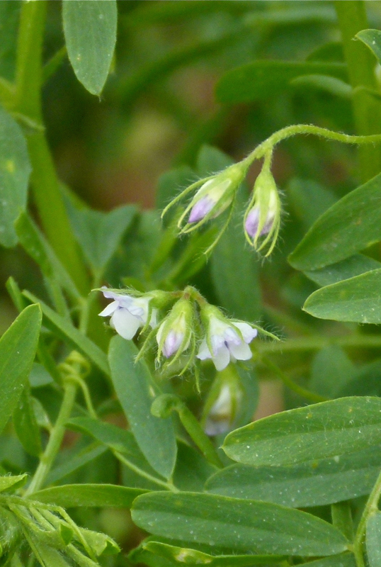 Lentil: Lentil flowers, Lens culinaris , photographed near Meknès, Morocco.