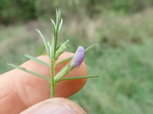 Common vetch (Vicia sativa)