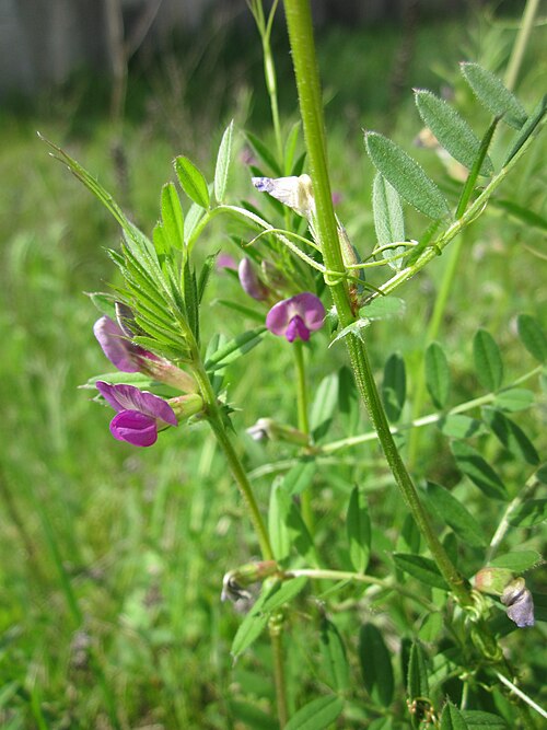 Common vetch: Futterwicke ( Vicia sativa ) bei Reilingen
