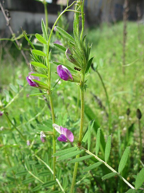 Common vetch: Futterwicke ( Vicia sativa ) bei Reilingen